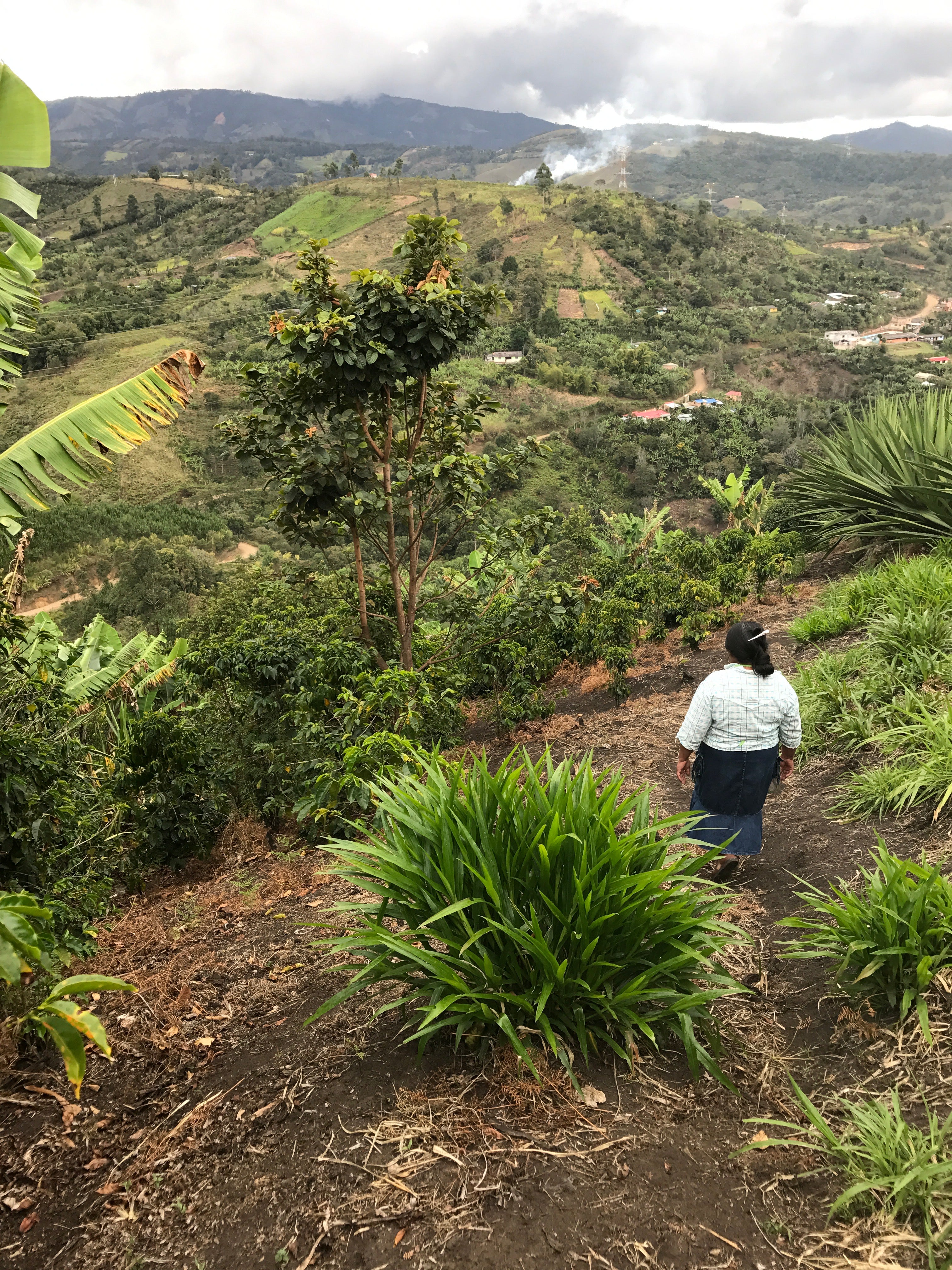 Amparo Botina - Colombia Washed Caturra (2026) - Image 3