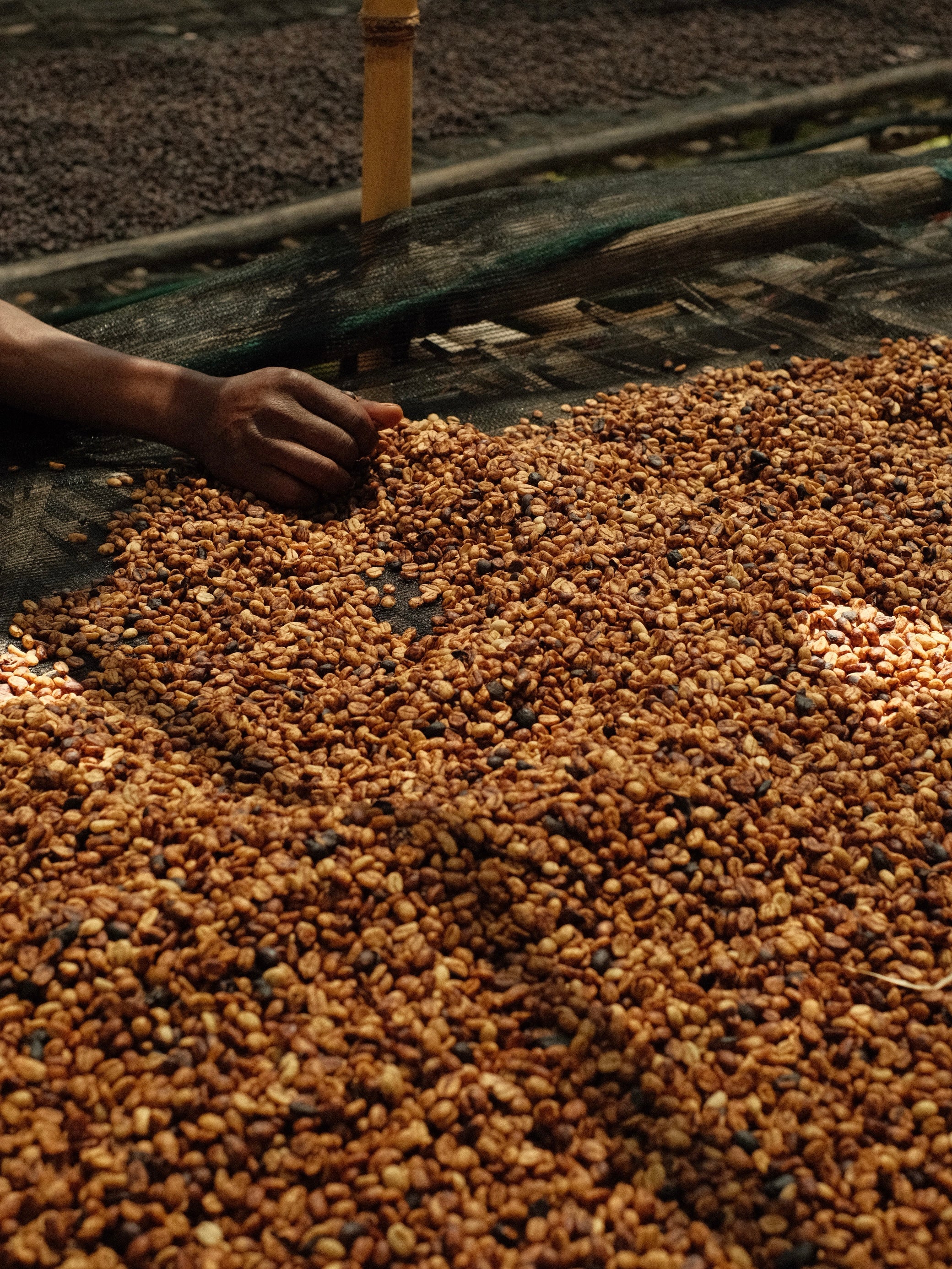 Danche - Ethiopia Hydro Honey - Image 4