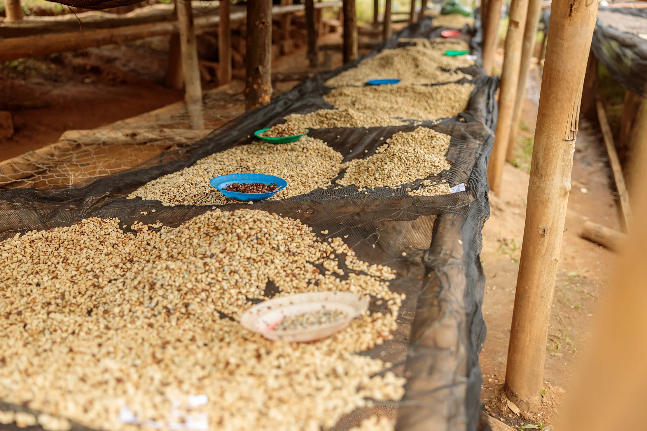 Giko Hill Espresso - Image 3