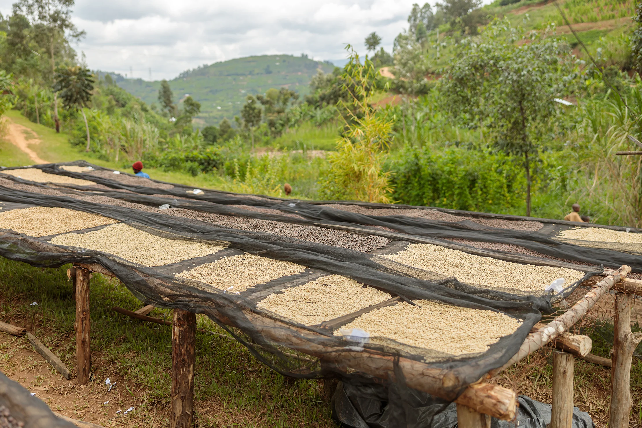 Giko Hill - Rwanda Bourbon - Image 2