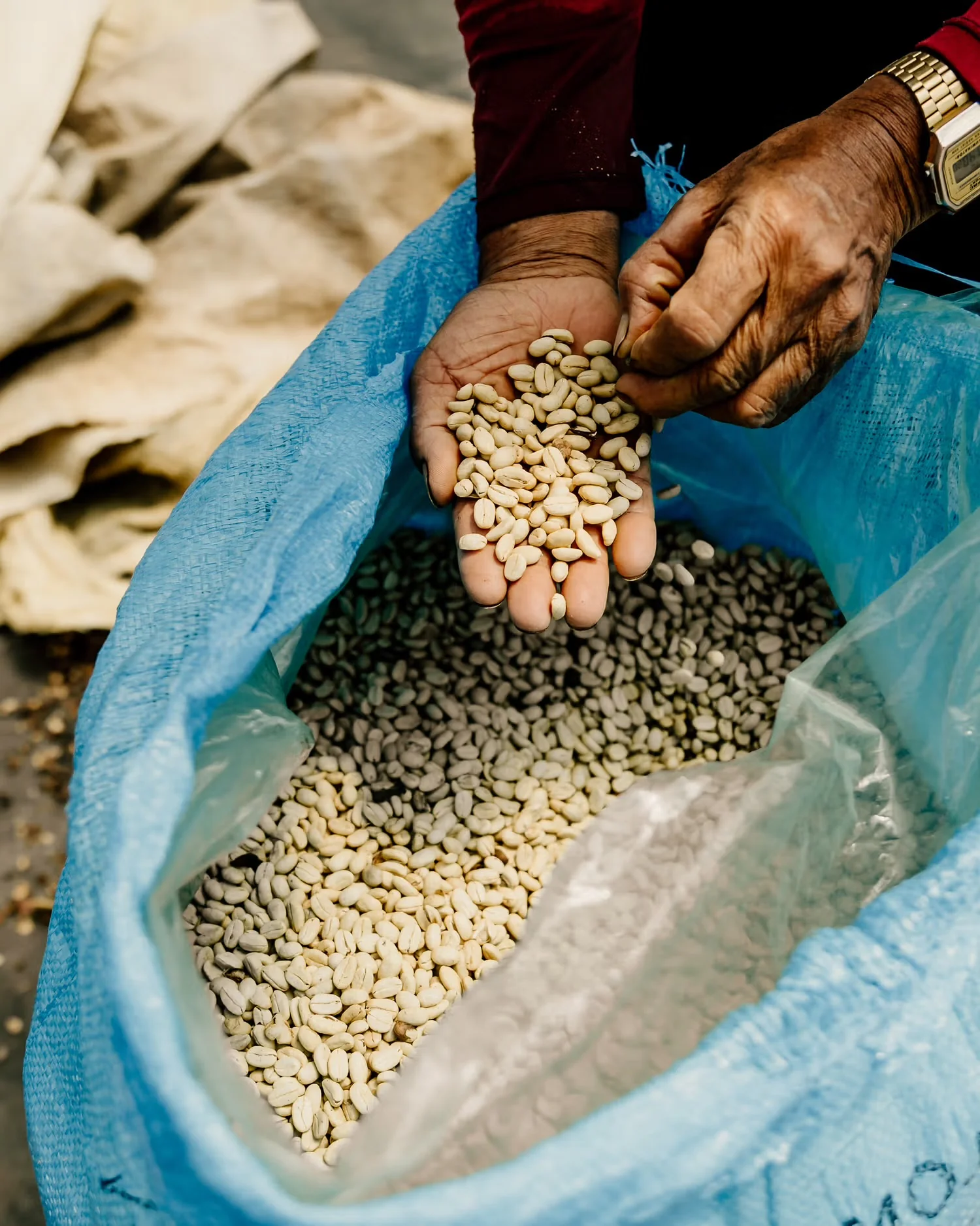 Javier Cantillo - Colombia Washed Geisha (Extra-light) - Image 2