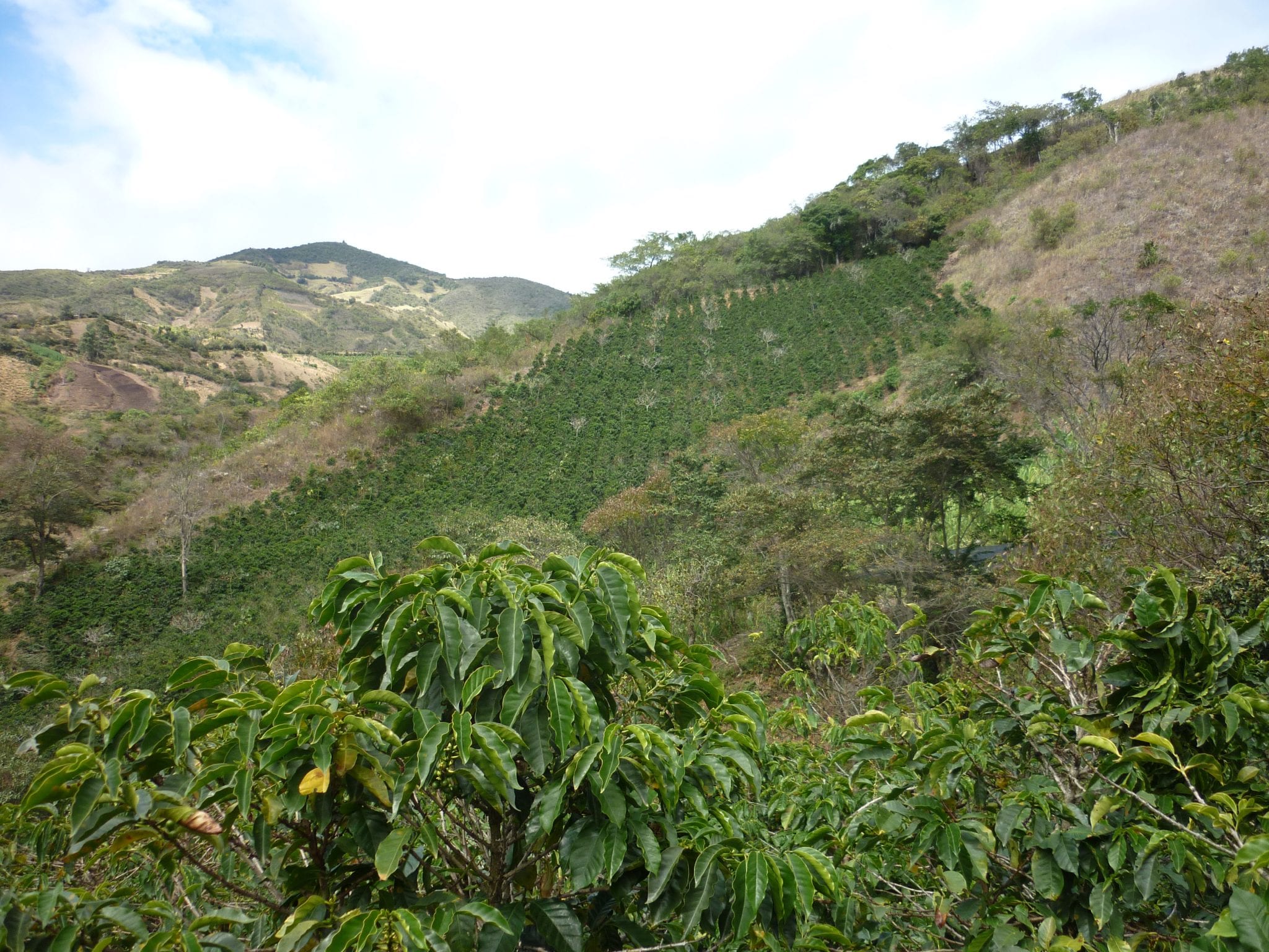 Jimmy Gomez - Colombia Geisha Honey - Image 2