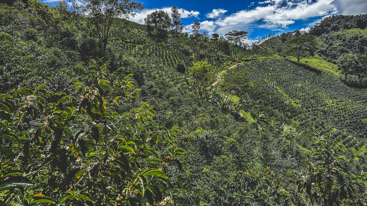 Jorge Rojas - Colombia - Image 2