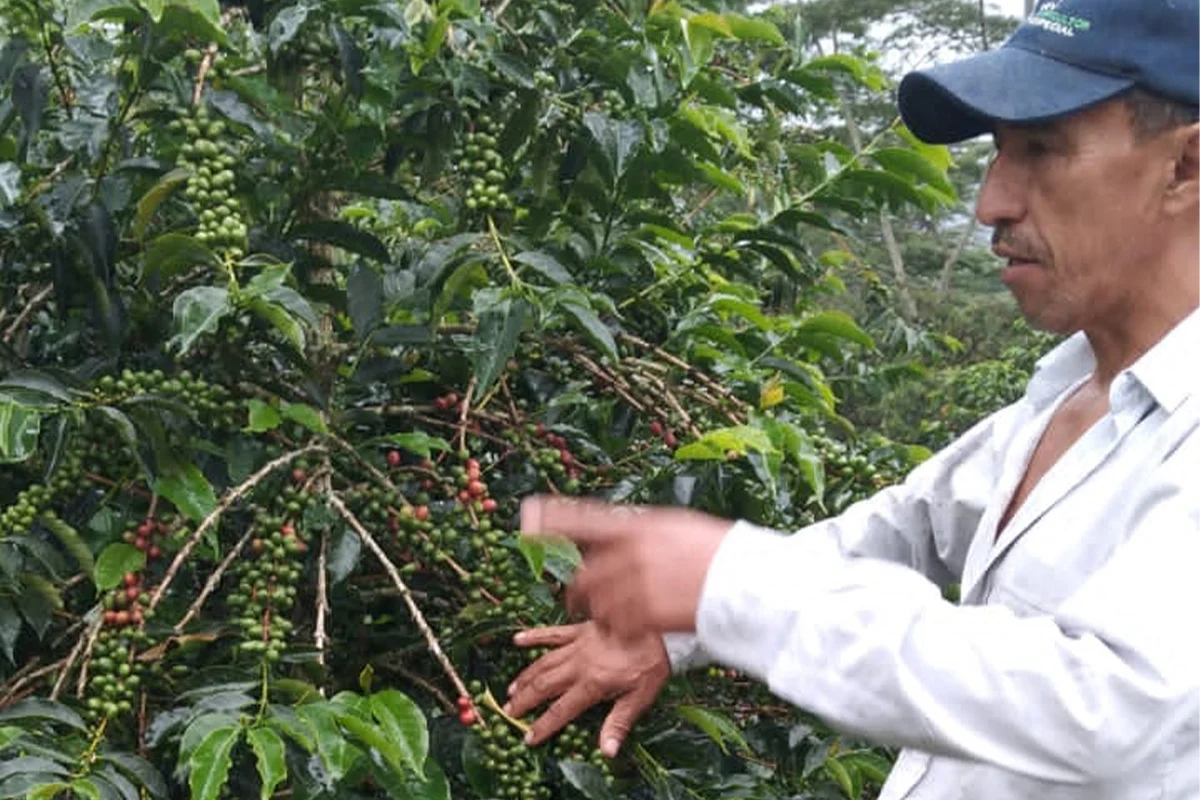 Jose Martinez - Colombia Caturra - Image 2