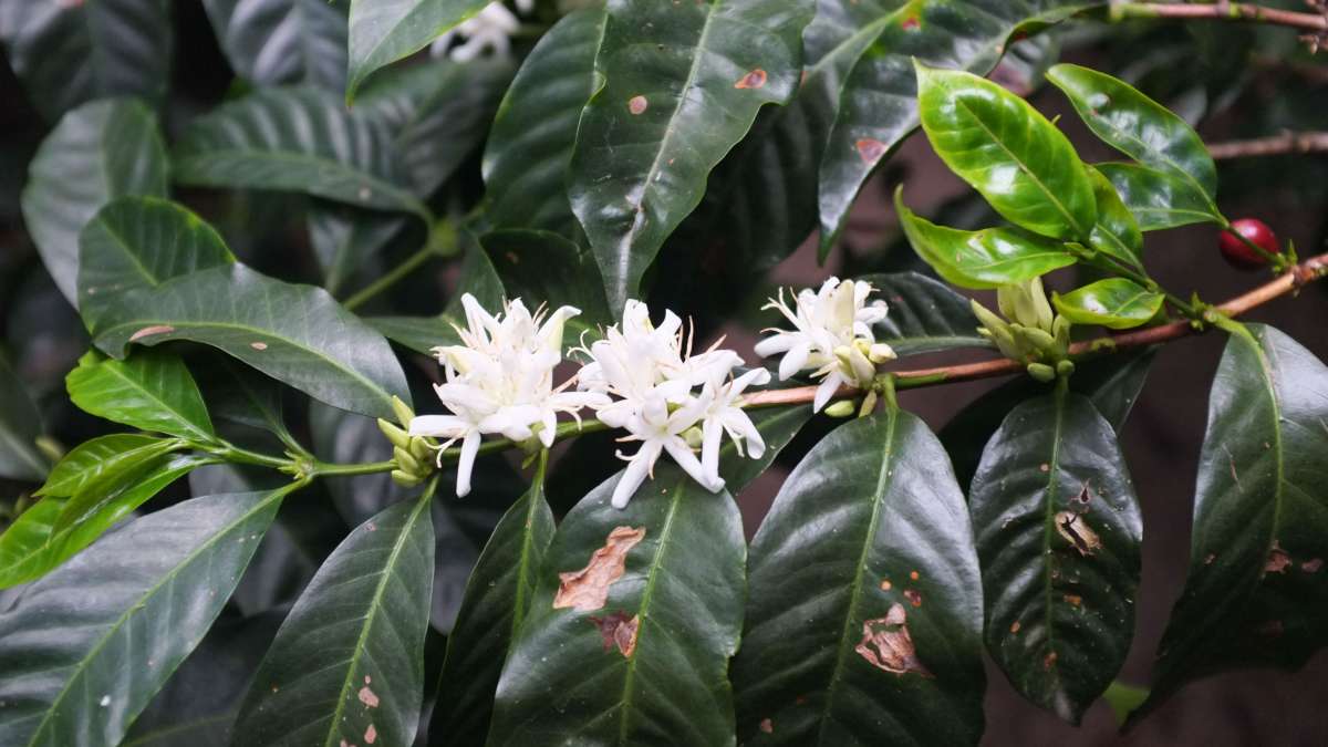 Juan Peña - Ecuador Washed Typica Mejorado - Image 3