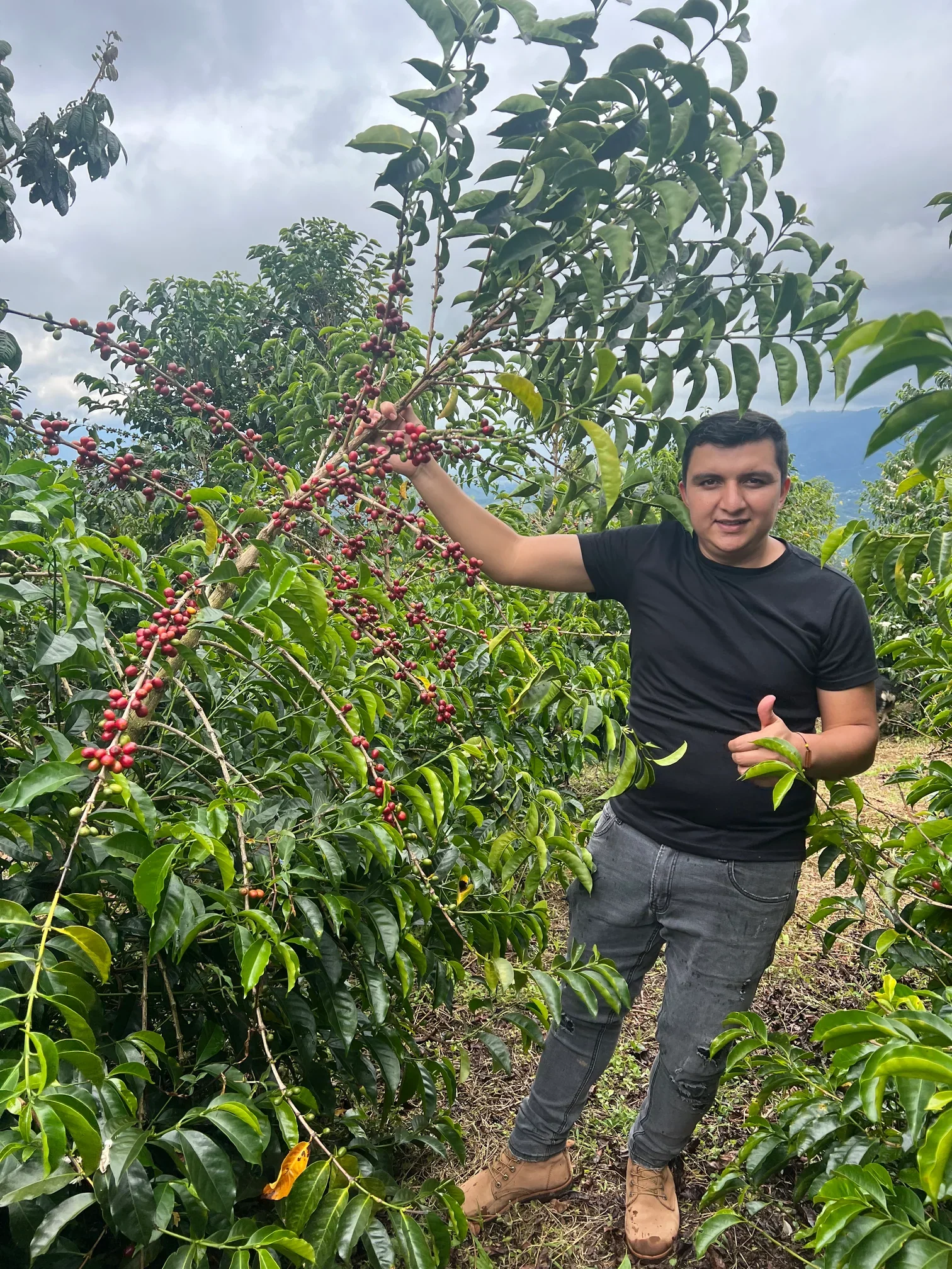 Nestor Lasso - Colombia Geisha - Image 2