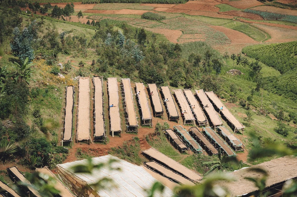 Ninga Hill - Burundi Washed Bourbon - Image 3