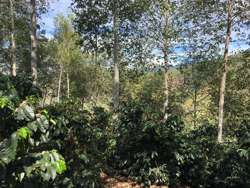 Pepe Jijon - Ecuador Geisha - Image 3