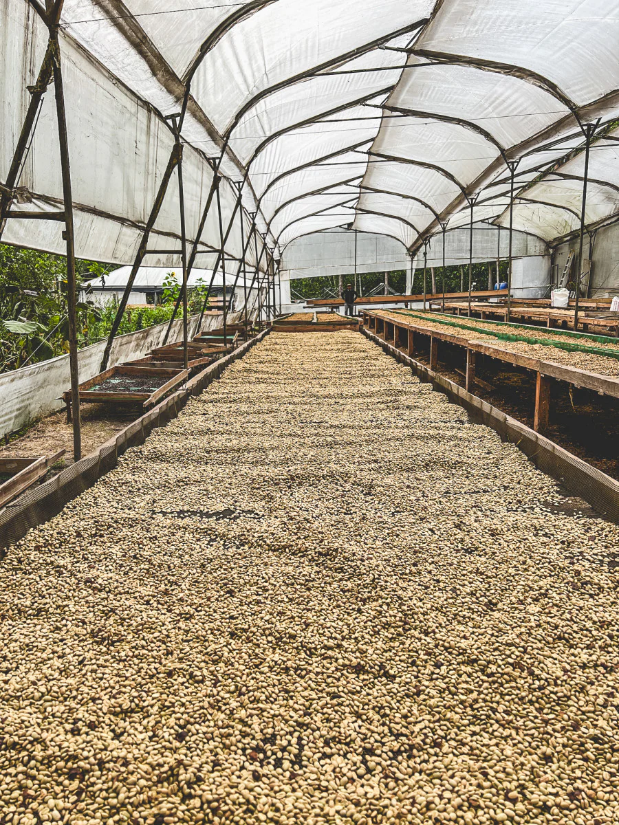 Sebastian Garcés - Ecuador Pacamara (2025) - Image 3