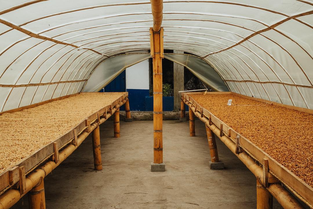White Honey - Colombia Geisha - Image 4