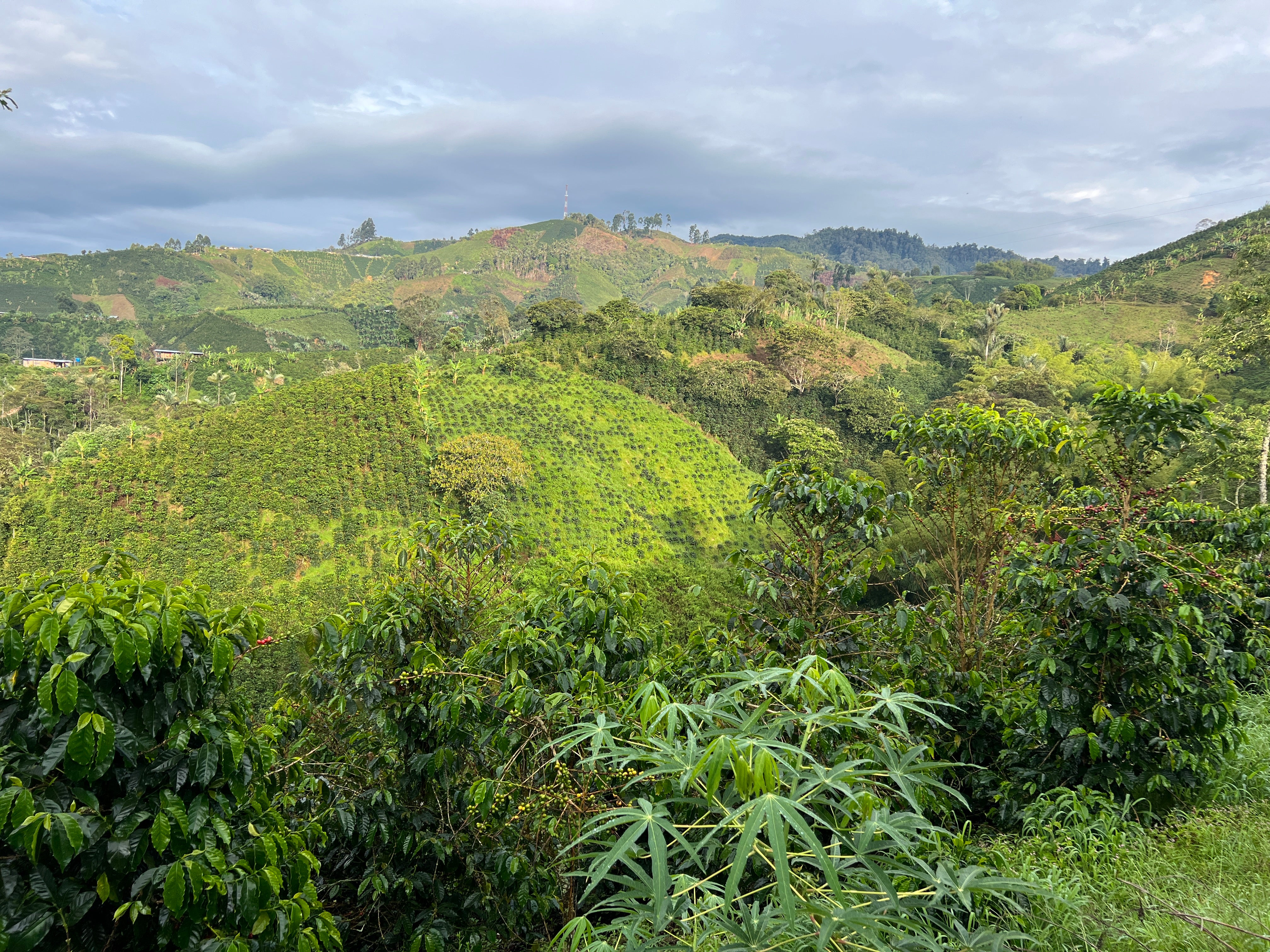 Wilder Lasso - Colombia Chiroso (Extra-Light) - Image 3